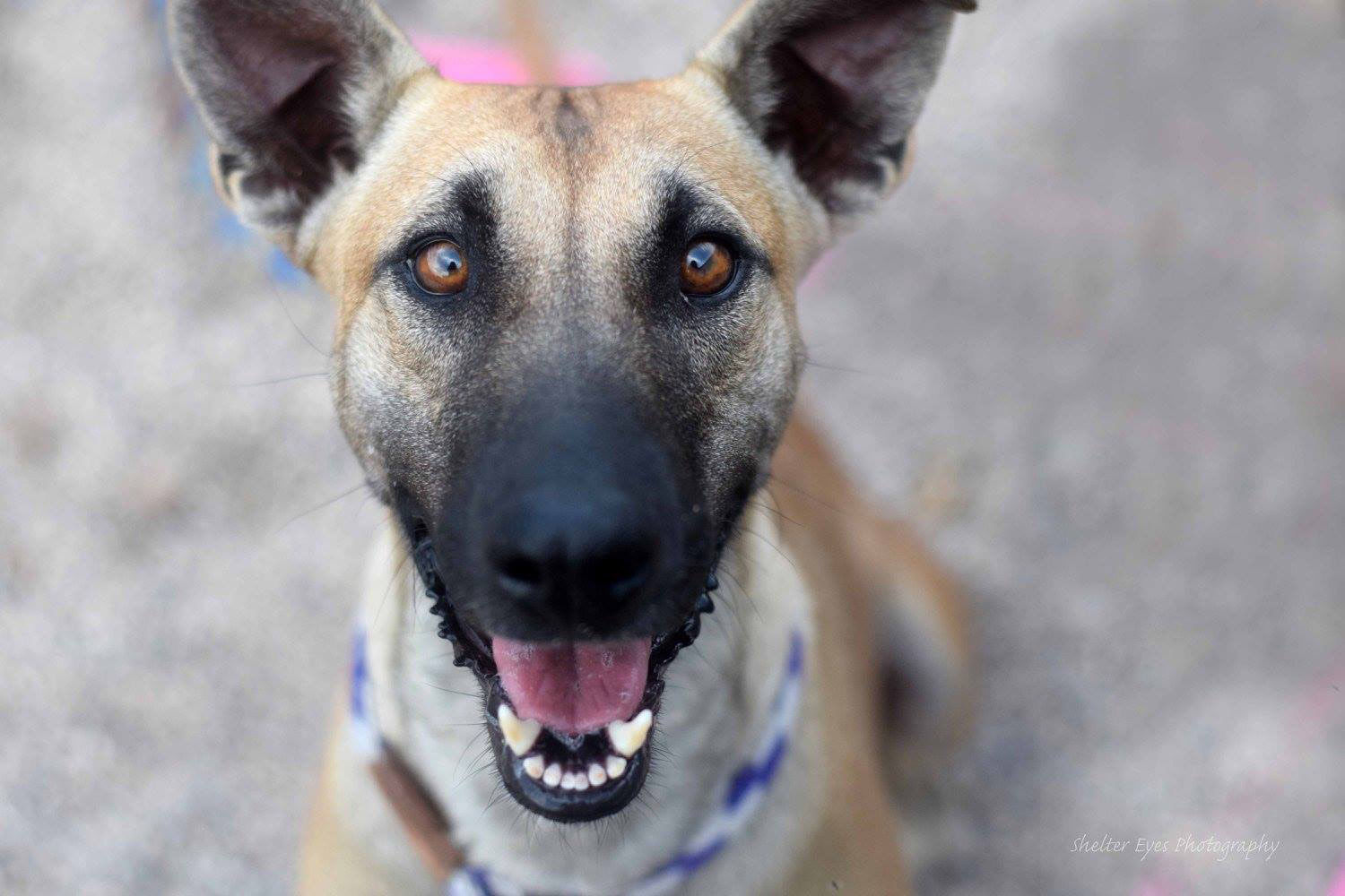 Adopt A Friend: Bambi